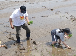 田植え時の様子